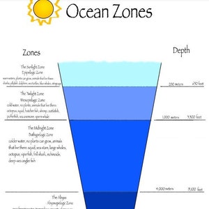 Druckbare Ozean-Zonen-Diagramme | Digitaler Download Erdkunde | Meeresbiologie | Homeschool Klassenzimmer Blätter