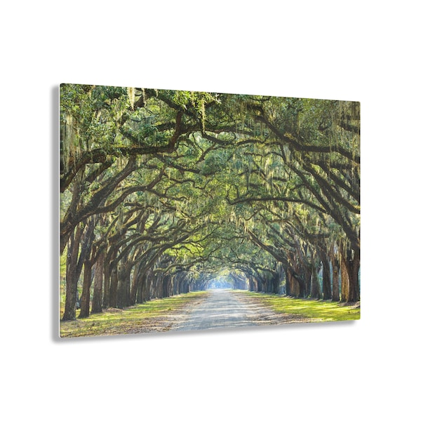 Old Oak Tree Canopy Acrylic Print