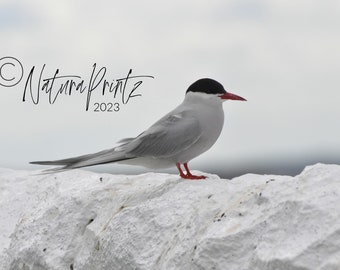 Arctic Tern (digital print)