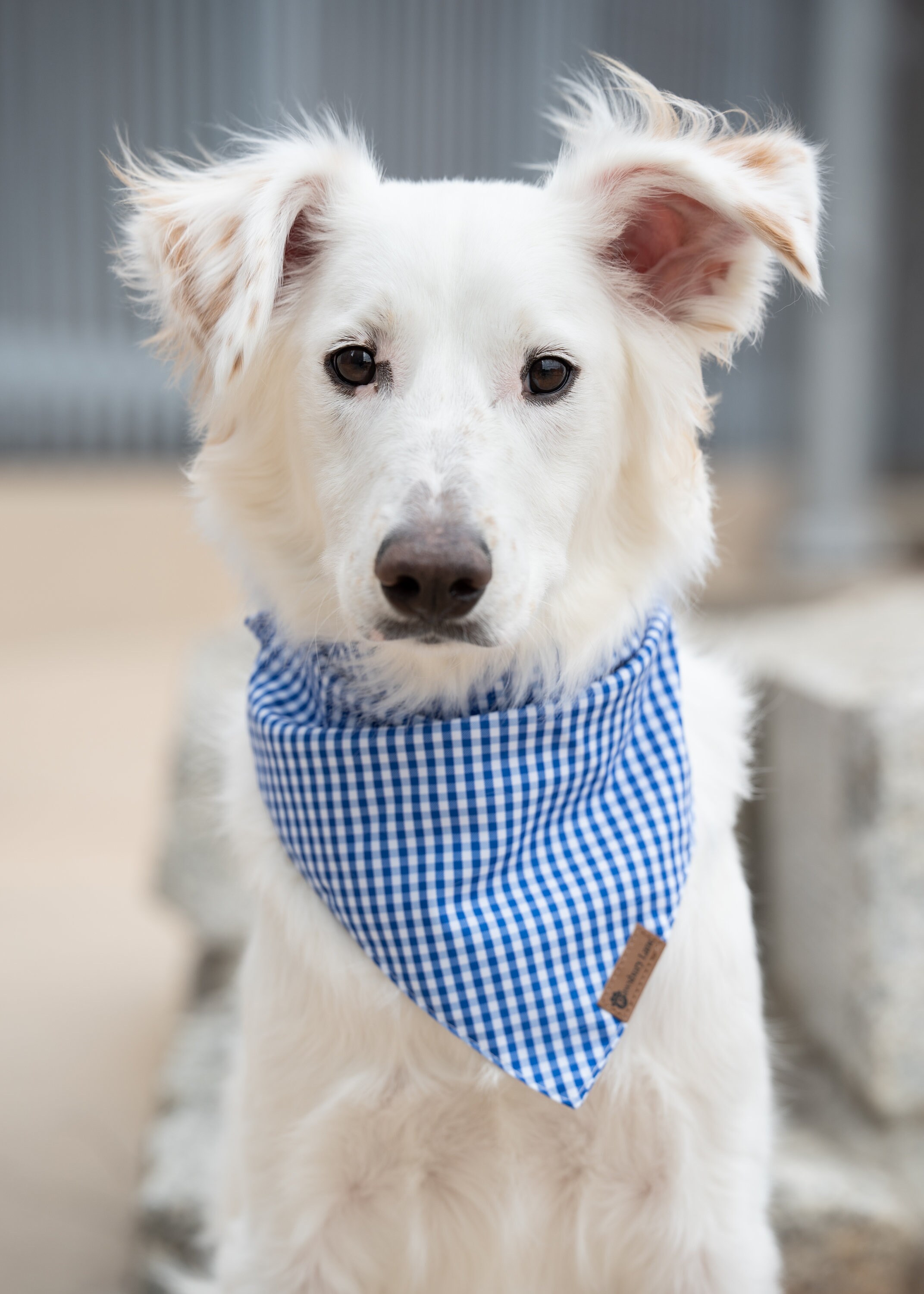 Trio Headband Set Matching Dog Bandana, Bowtie and Owner Knot Headband