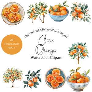 Cutie Orange Clipart | Orange Watercolor Clipart | Cutie Orange Png | Orange Fruit Clipart | Clipart Orange Blossom