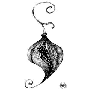May include: A black and white ink illustration of a teardrop-shaped seed pod with a curled stem and base. The pod is partially open, revealing a dark interior filled with small geometric shapes, including circles, squares, and triangles.