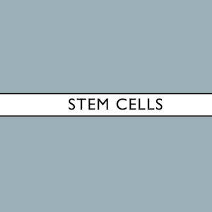stem cells a level biology summary notes