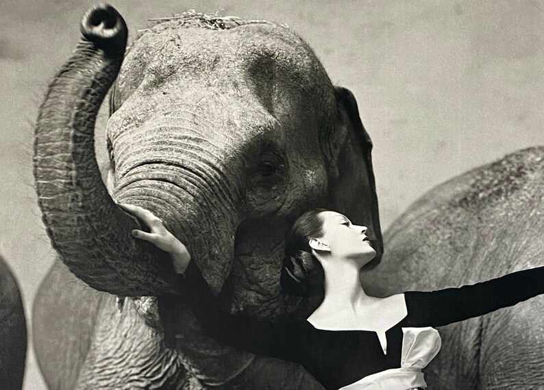 Richard Avedon, Photographer / Dovima With Elephants, 28 X 22 - Etsy