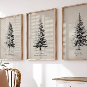 Vintage Black and White Tree Print Set of 3: Pine, Spruce, Sequoia Printable (Digital Download)