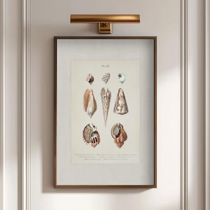 May include: A framed print displaying detailed illustrations of various seashells in shades of brown, beige, and blue. The artwork is in a brown wooden frame, mounted on a light-coloured wall, and lit by a gold-toned picture light.