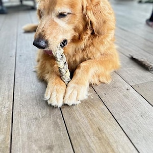 May include: A golden retriever dog is chewing on a rope toy. The dog is sitting on a wooden deck.