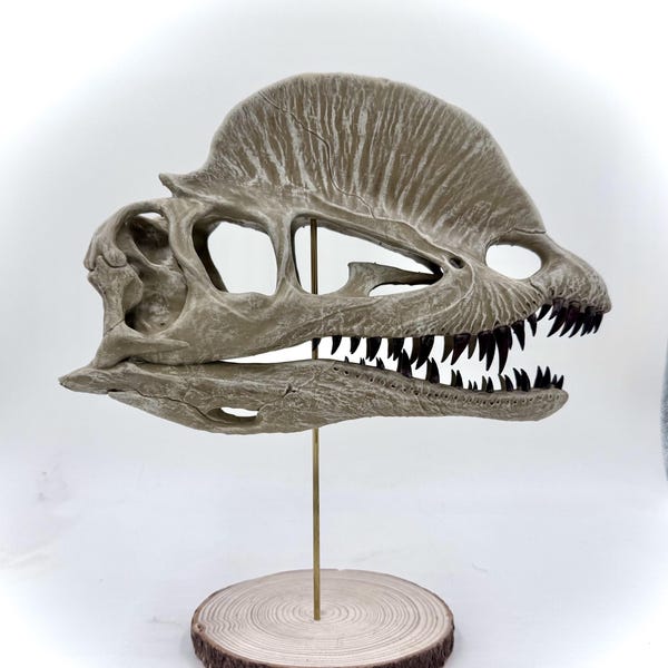 Dilophosaurus Skull Replica – 1:3 Scale Hand-Painted 3D Printed  | Unique Father's Day Gift