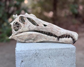 巨大なスピノサウルスの頭蓋骨（レプリカ） - Etsy 日本