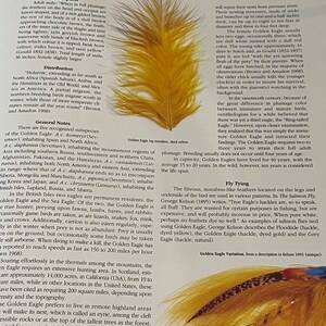May include: A close-up of a single, golden eagle feather. The feather is long and narrow with a light brown shaft and a white tip. The feather is dyed yellow and is likely used for fly tying.