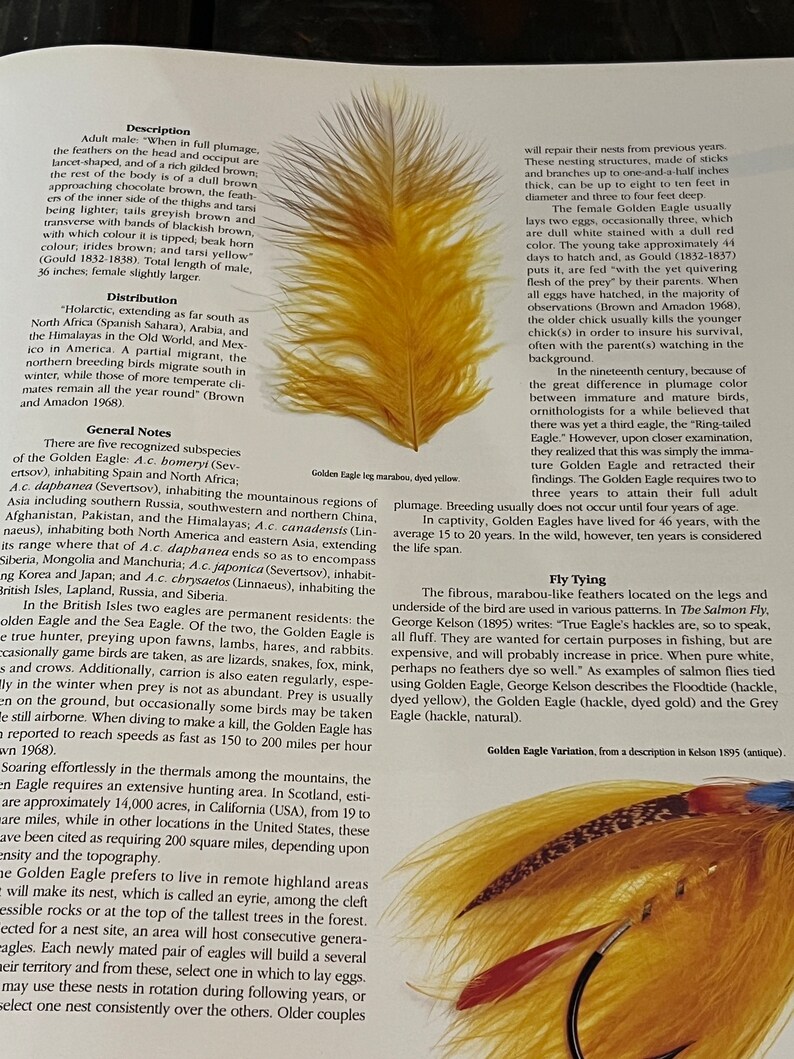 May include: A close-up of a single, golden eagle feather. The feather is long and narrow with a light brown shaft and a white tip. The feather is dyed yellow and is likely used for fly tying.