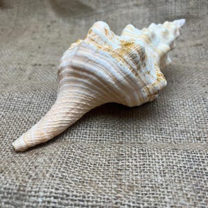 May include: A large, cream-colored seashell with tan and yellow accents. The shell has a spiral shape with a textured surface and a long, pointed end. The seashell is lying on a rough, burlap-like surface.