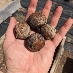 May include: Four round, brown, textured objects with a fibrous, woody exterior. Each object features a slightly flattened base and a rough, uneven surface with vertical ridges, resembling the appearance of dried, unhulled nuts or seed pods.