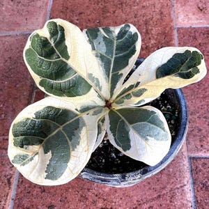 Variegated Fiddle Leaf Fig – 3.5” Pot
