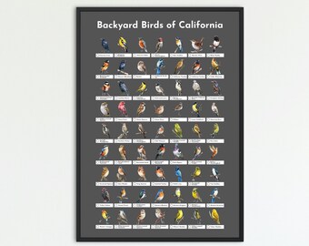 May include: A black framed poster with a gray background featuring illustrations of various birds with their names listed below each image. The poster title reads "Backyard Birds of California".