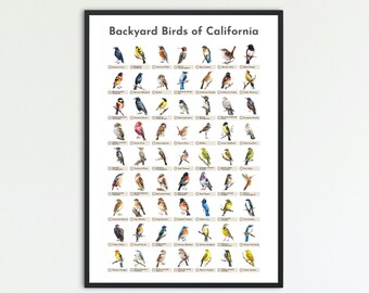 May include: A black framed poster with the title "Backyard Birds of California". The poster features illustrations of various birds commonly found in California backyards.