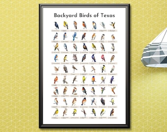 May include: A poster titled "Backyard Birds of Texas" featuring illustrations of various bird species. The poster is framed in black and has a white background. The poster is hanging on a wall with a yellow geometric pattern.
