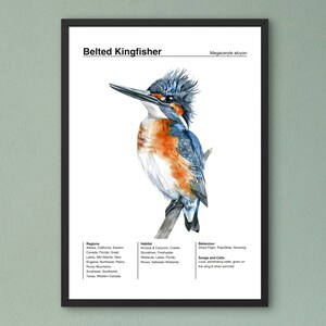 Bird Identification Poster, Birding Poster, Belted Kingfisher Poster, Bird Watercolor Art, Backyard Bird Poster, Classroom Wall Art