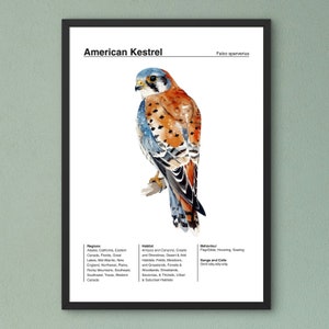 Affiche identification d'oiseau, affiche d'observation d'oiseaux, affiche crécerelle d'Amérique, aquarelle d'oiseau, affiche d'oiseau de jardin, art mural éducation en classe