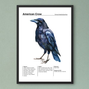 Póster de identificación de aves, póster de observación de aves, póster de cuervo americano, arte de acuarela de aves, póster de aves de jardín, arte de pared para aulas educativo