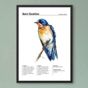 Bird Identification Poster, Birding Poster, Barn Swallow Poster, Bird Watercolor Art, Backyard Bird Poster, Classroom Educational Wall Art