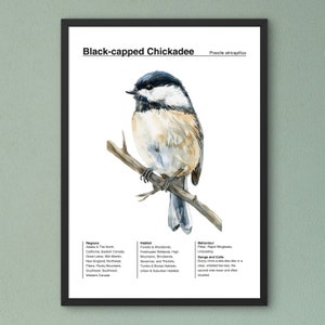 Affiche identification d'oiseau, affiche d'observation d'oiseaux, affiche mésange à tête noire, aquarelle d'oiseau, affiche d'oiseau de jardin, art mural de la salle de classe
