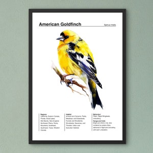 Póster de identificación de aves, póster de observación de aves, póster de jilguero americano, arte de acuarela de aves, póster de aves de jardín, arte de pared para aula