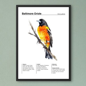 Bird Identification Poster, Birding Poster, Baltimore Oriole Bird Poster, Bird Watercolor Art, Backyard Bird Poster, Classroom Wall Art