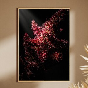 Puede incluir: Una impresión artística enmarcada que presenta un primer plano de una planta roja vibrante sobre un fondo negro. La textura de la planta es detallada, con un marco dorado. La obra de arte se exhibe en una pared de tonos neutros.
