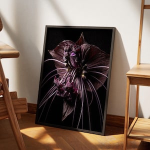 Puede incluir: Una impresión artística enmarcada que presenta un primer plano de una flor morada oscura sobre un fondo negro. La flor tiene estambres blancos largos y finos. La impresión está en un marco negro, apoyada contra una pared.