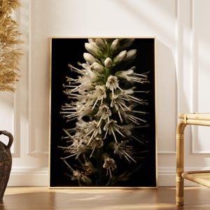 Bugbane zilverkaars Actaea Racemosa, witte bloemen macrofotografie, donkere botanische muurkunst, gotisch interieur cadeau, zomertuin print