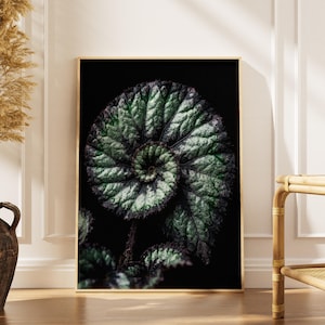 May include: A framed botanical print featuring a close-up of a spiral-shaped leaf with textured green and silver patterns against a black background. The artwork is displayed on a wooden floor, leaning against a white wall.