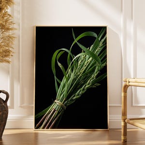 Braided Sweetgrass Digital Print, Dark Academia Botanical Wall Art, Hierochloe odorata Specimen, Moody Gothic Decor,Apothecary Herbal Poster