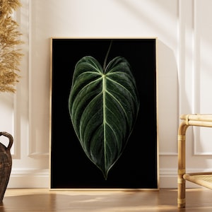 rare indoor house plants Rare Star Bright Dumb Cane: Unique Variegated Plant - Live Indoor Plan   Altman Plants