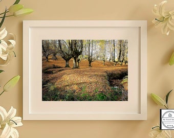 Herfstlandschapsfotografieprint. Beukenbos Otzarreta in País Vasco.