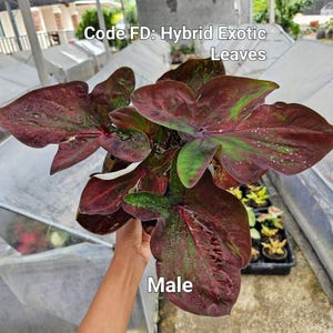 Nasiona Caladium kod FD (zawiera 100 nasion)