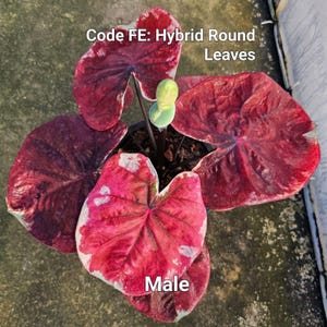 Nasiona Caladium kod FE (zawiera 100 nasion)