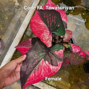Graines de caladium code FA (contient 100 graines)