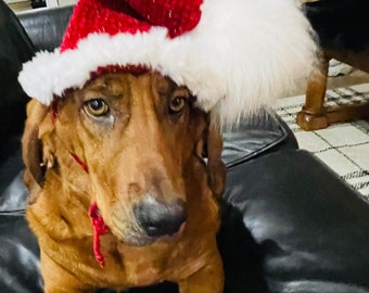 Santa dog hat