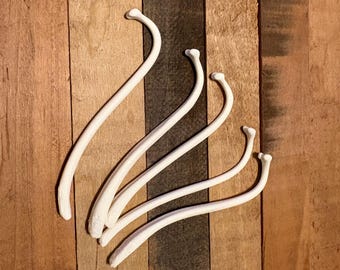 Large Raccoon Baculum