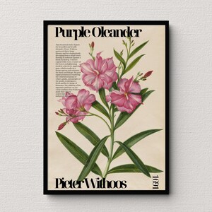 Puede incluir: Una ilustración botánica vintage de una flor de adelfa púrpura con hojas verdes. El texto "Purple Oleander" y "Pieter Withoos 1691" está impreso debajo de la imagen.