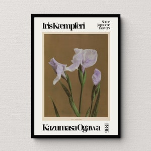 May include: A vintage botanical illustration of Iris Kaempferi, also known as Japanese Iris, with purple flowers and green stems. The illustration is titled "Some Japanese Flowers" and is signed "Kazumasa Ogawa 1896".