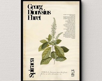 Spiraea Botanical Art Poster: Georg Dionysius Ehret Print (Digital Download)