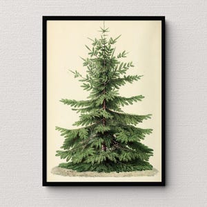 Semi Di Abete Della Normandia (Abies Nordmanniana) - 20 Semi Per Giardinaggio - Foto 3