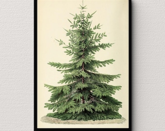 コーカスモミ　abies nordmanniana クリスマスツリー　もみの木 ノルドマンモミ（Abies Nordmanniana）、クリスマスツリー、コーカサス