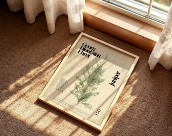 Juniper Botanical Drawing: Vintage Style Wall Art (Digital Download)
