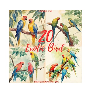 Watercolor Parrot Clipart: 20 Exotic Bird PNG Images (Digital Download)