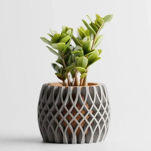 May include: A small ZZ plant in a gray geometric patterned pot. The pot has a lattice design with a terracotta interior. The plant has multiple stems with bright green leaves. The pot is approximately 6 inches tall.