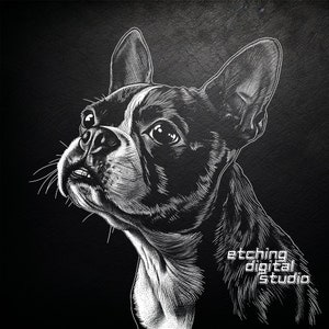 May include: Black and white line art illustration of a Boston Terrier dog looking up. The image is on a black background with the text "etching digital studio" in white.