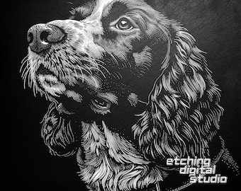 May include: A black and white line art illustration of a Springer Spaniel dog looking upwards. The dog is drawn in a detailed style with a focus on the fur and facial features. The image is signed "etching digital studio" in the bottom right corner.